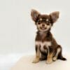 Quali sono i cani di piccola taglia: caratteristiche e specificità