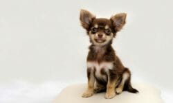 Quali sono i cani di piccola taglia: caratteristiche e specificità
