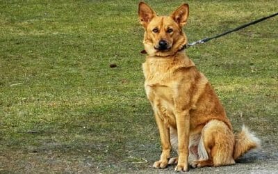 Addestramento cani: metodi, esercizi, educazione, sport