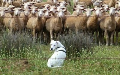 Guida ai cani da pastore: l’elenco delle razze e i loro tratti distintivi