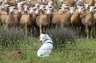Guida ai cani da pastore: l’elenco delle razze e i loro tratti distintivi