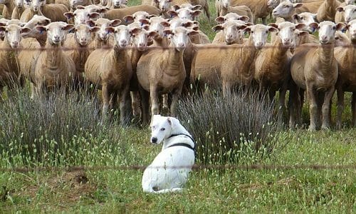 Guida ai cani da pastore: l’elenco delle razze e i loro tratti distintivi