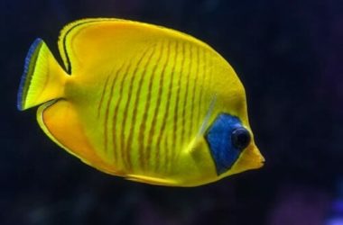Con gli acquari ci si porta un po’ di mare in casa