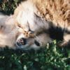 Tutto sugli animali da compagnia: specie, cure e consigli utili
