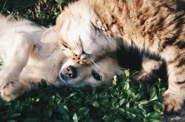 Tutto sugli animali da compagnia: specie, cure e consigli utili