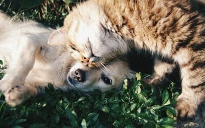 Tutto sugli animali da compagnia: specie, cure e consigli utili