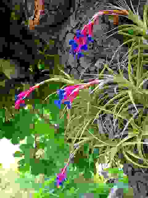 Tillandsia aeranthos