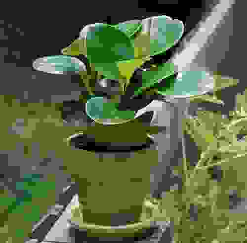 peperomia cure