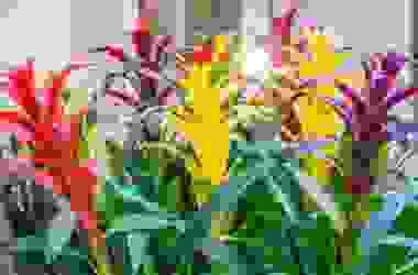 Bromelia: i colori incredibili di questo genere di pianta da appartamento