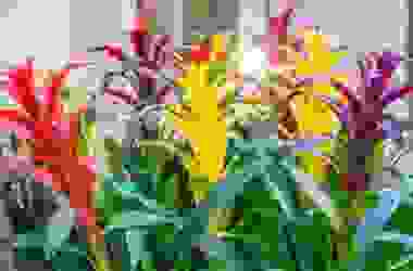 Bromelia: i colori incredibili di questo genere di pianta da appartamento