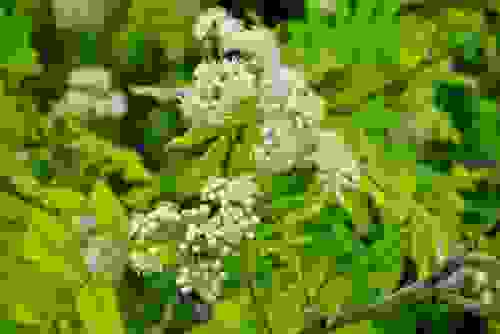 sorbo