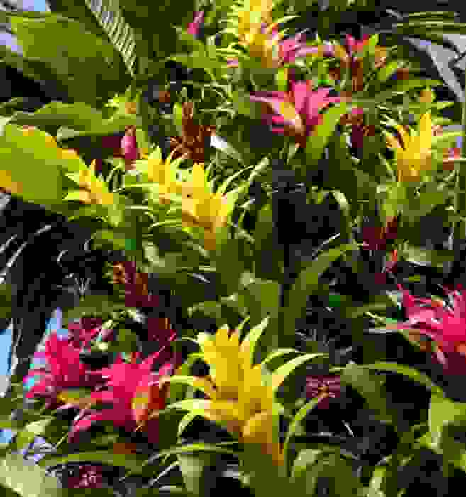 bromelia
