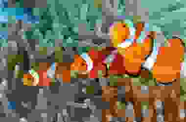Pesce pagliaccio: scopriamo il famoso Nemo di Disney, che vive in simbiosi con l’anemone