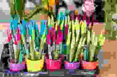 Tutto sulla Sanseveria