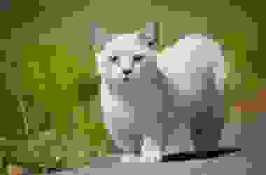 Il gatto più piccolo del Mondo è di razza Munchkin: conosciamolo meglio
