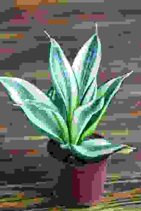 sanseveria