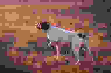 Cani da caccia: quali sono le caratteristiche, le razze migliori e le categorie