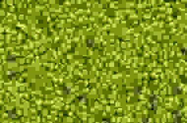 Wolffia: una pianta che è meraviglia della natura… al microscopio!