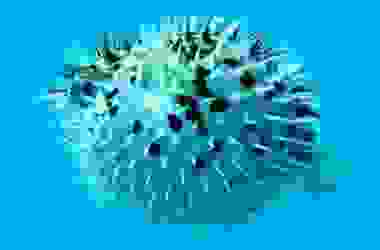 Pesce palla, si gonfia per paura, è velenoso ma ricercatissimo nella cucina giapponese