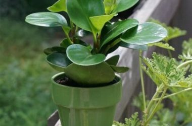Peperomia, una sempreverde tutta da scoprire
