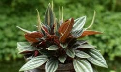 Peperomia, una sempreverde tutta da scoprire