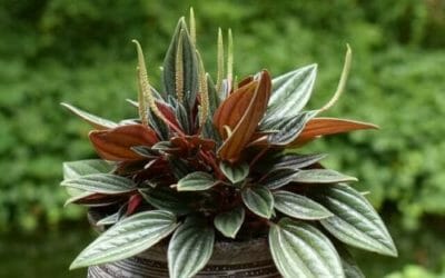 Peperomia, una sempreverde tutta da scoprire