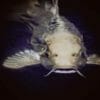 Pesce gatto: tutto quello che c’è da sapere