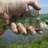 Pesce persico: quali sono le specie chiamate così e quali le loro caratteristiche