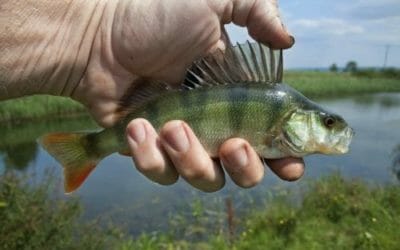 Pesce persico: quali sono le specie chiamate così e quali le loro caratteristiche