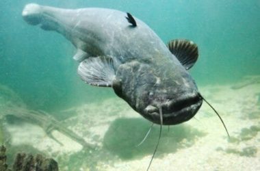 Pesce gatto: tutto quello che c’è da sapere sul pesce coi baffi