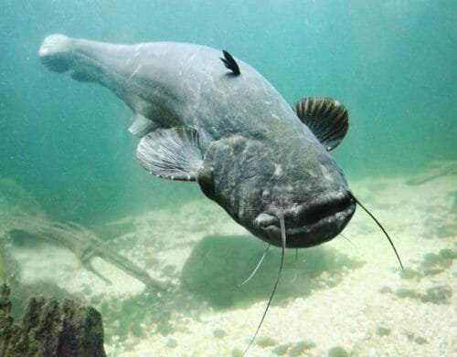 Pesce gatto: tutto quello che c’è da sapere sul pesce coi baffi