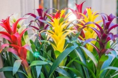 Broméliacées : les couleurs incroyables de ce genre de plante d'intérieur