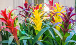 Bromelia: i colori incredibili di questo genere di pianta da appartamento