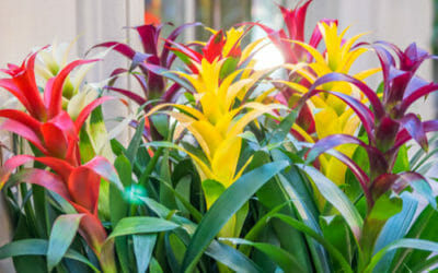 Bromelia: i colori incredibili di questo genere di pianta da appartamento