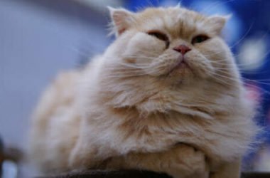 Gatti giganti: quali sono le razze più famose e di quali cure hanno bisogno