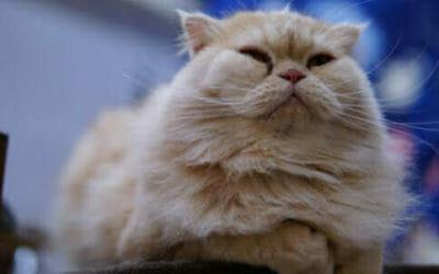 Gatti giganti: quali sono le razze più famose e di quali cure hanno bisogno