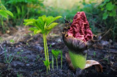 Glucomannano: fa dimagrire davvero? Vediamo se funziona e come assumerlo