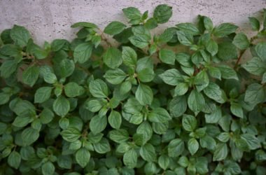 La parietaria, parente dell’ortica e ricca di proprietà nutritive, ma nota soprattutto per le allergie
