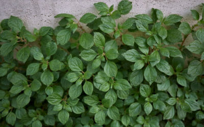 La parietaria, parente dell’ortica e ricca di proprietà nutritive, ma nota soprattutto per le allergie