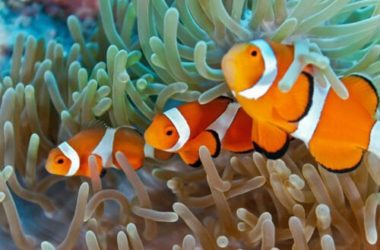 Pesce pagliaccio: scopriamo il famoso Nemo di Disney