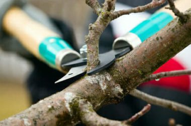 Guida alla potatura, le tecniche e gli interventi più adatti in base alle specie e alla stagione