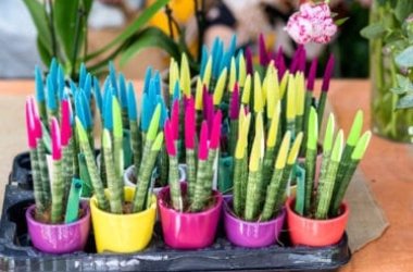 Tutto sulla Sanseveria