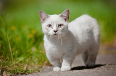 Il gatto più piccolo del Mondo è di razza Munchkin: conosciamolo meglio