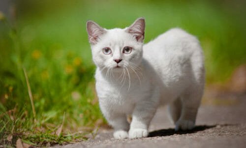 Il gatto più piccolo del Mondo è di razza Munchkin: conosciamolo meglio