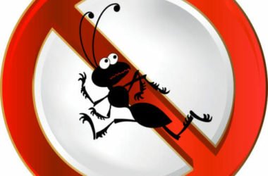 Ecco come eliminare le formiche in modo naturale dalla vostra casa e dal vostro giardino