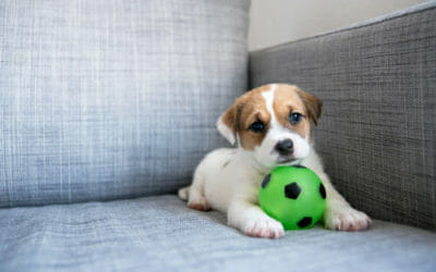 Come educare un cane: ecco le cose che un padrone non dovrebbe mai dire!