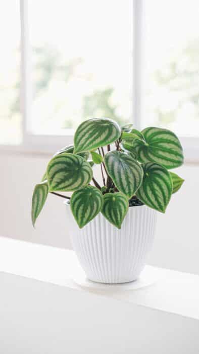 peperomia