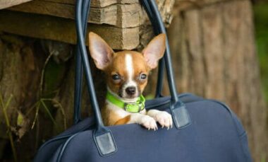 Quello che bisogna sapere su cani toy, compagni di vita fragili e bisognosi di cure, non un capriccio da star!