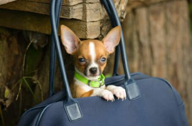 Cani toy: razze, caratteristiche, malattie, cure e prezzo