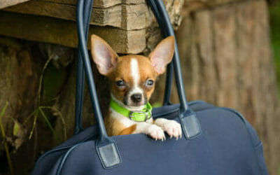 Cani toy: razze, caratteristiche, malattie, cure e prezzo